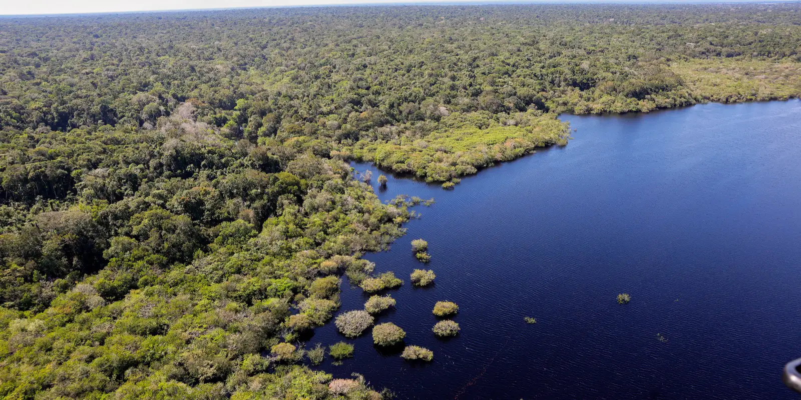 Cinco países aderem a fundo para conservação de florestas tropicais