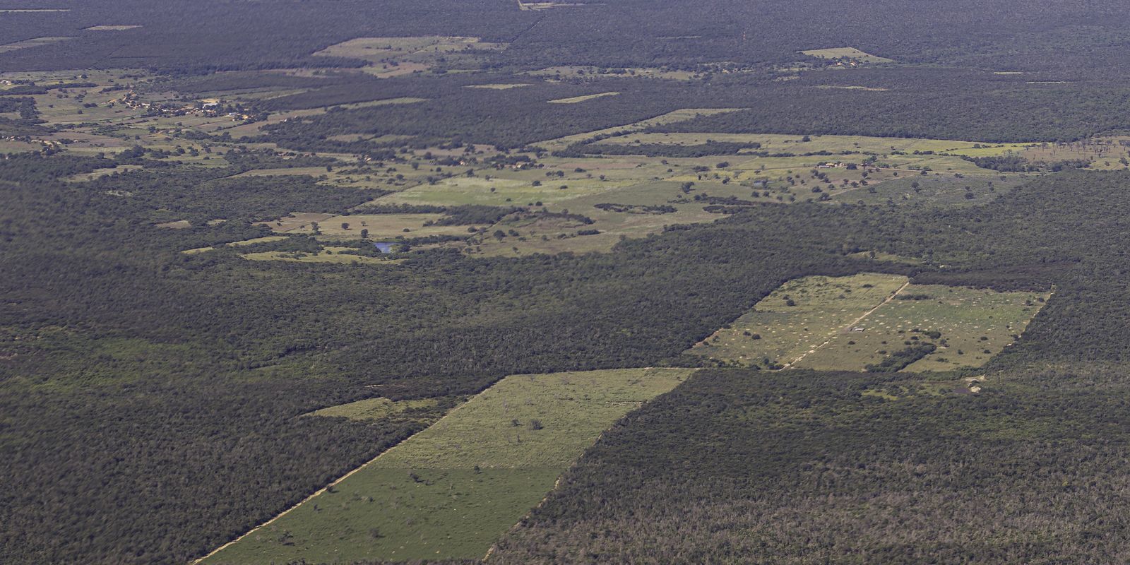 Desmatamento cai 55% na Mata Atlântica no primeiro semestre