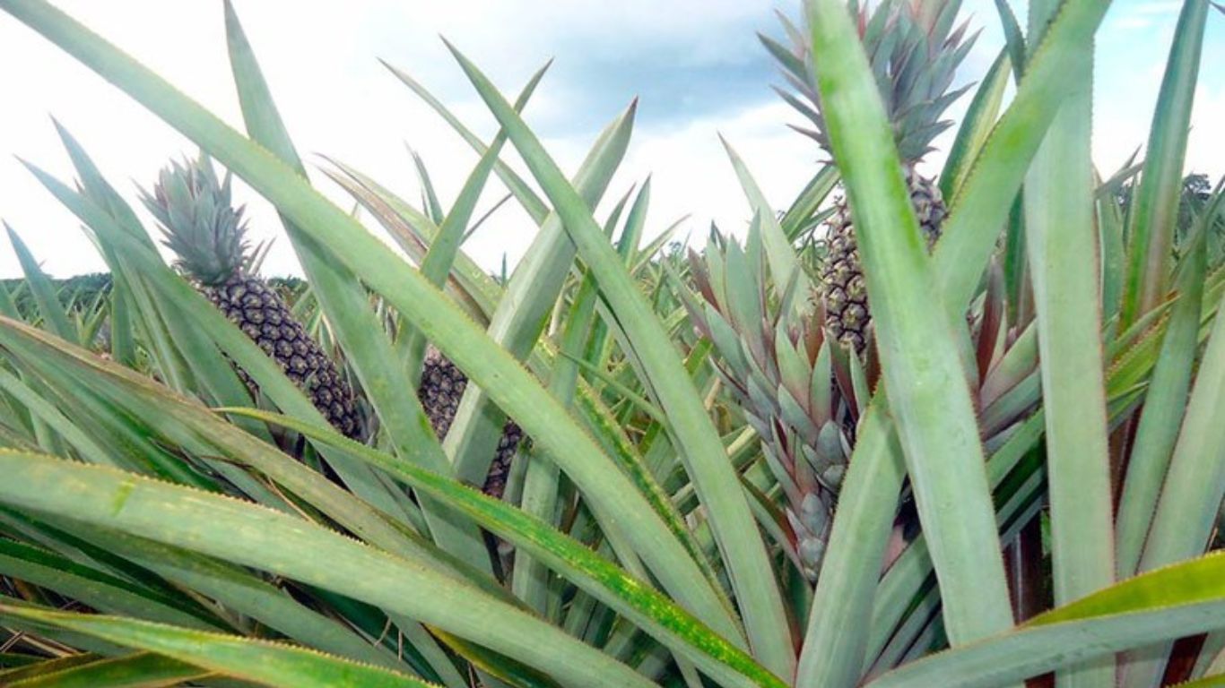 Abacaxi Pérola” de Porto Grande, no Amapá, recebe Indicação de Procedência Nacional