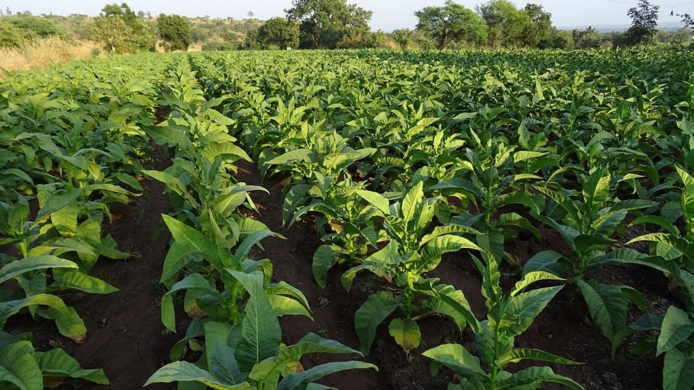 VBSO atua na emissão do FIDC Crédito Nitro Agro