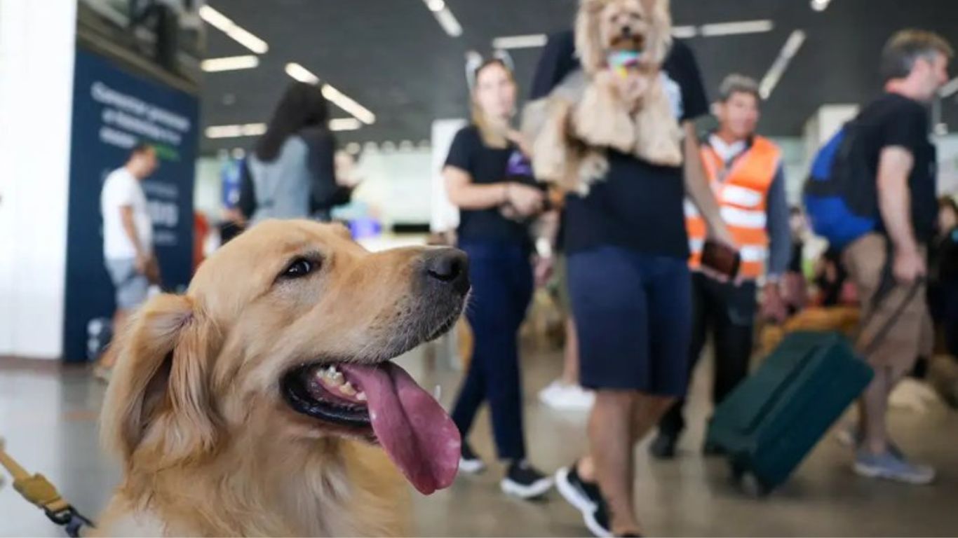 Decisão judicial abre novo precedente para transporte de animais em voos no Brasil