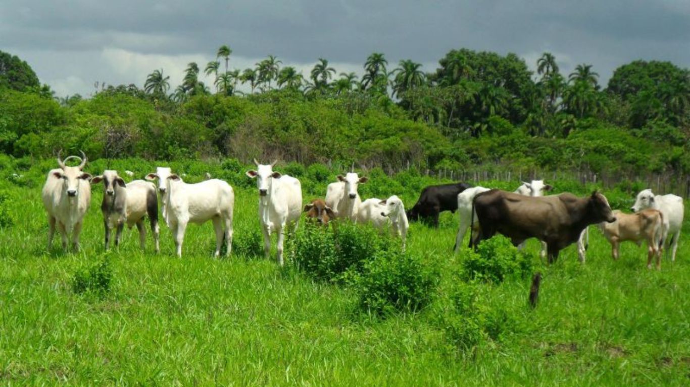 BMA assessora Opportunity Terra Firme FIP e AgroSB em aquisições no Pará