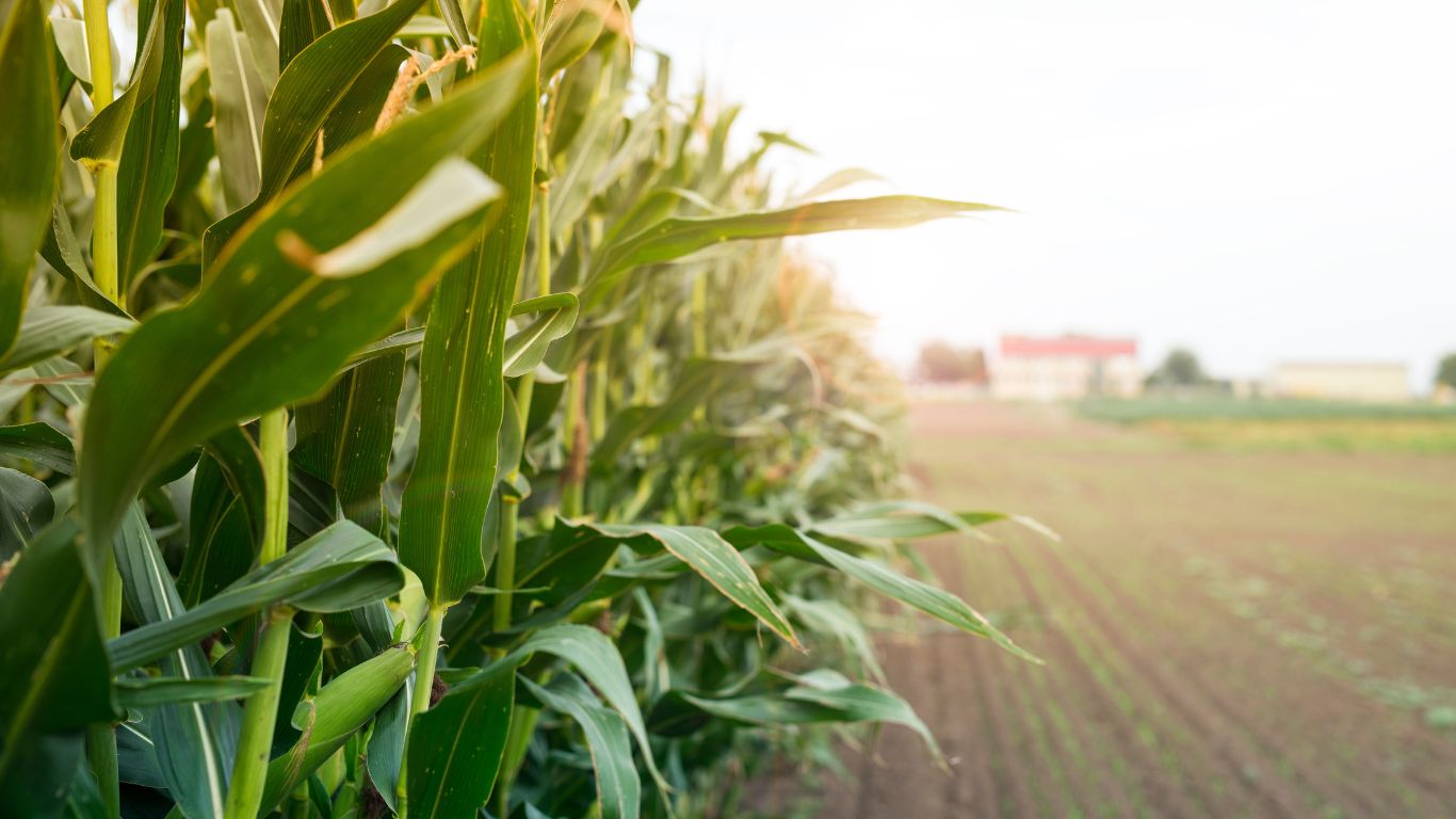 SLC adquire 100% da Sierentz Agro Brasil com assessoria de TozziniFreire e Pinheiro Neto