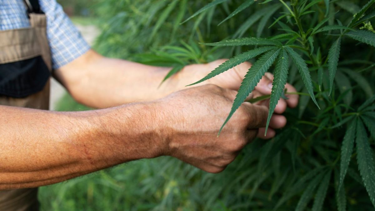 Como superar os desafios do plantio da cannabis medicinal no Brasil?