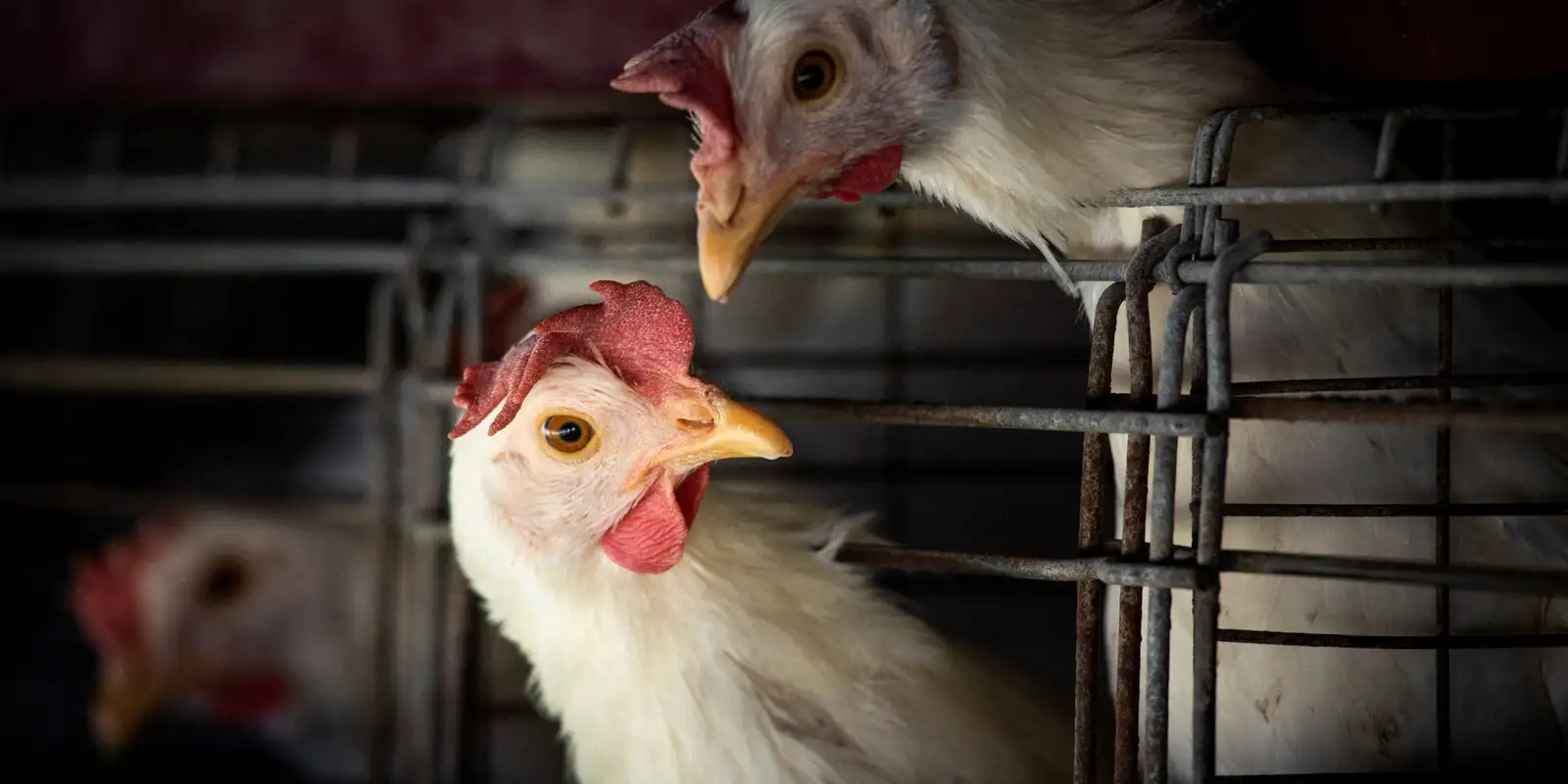 FAO alerta para avanço da gripe aviária na América Latina e reforça necessidade de cooperação regional