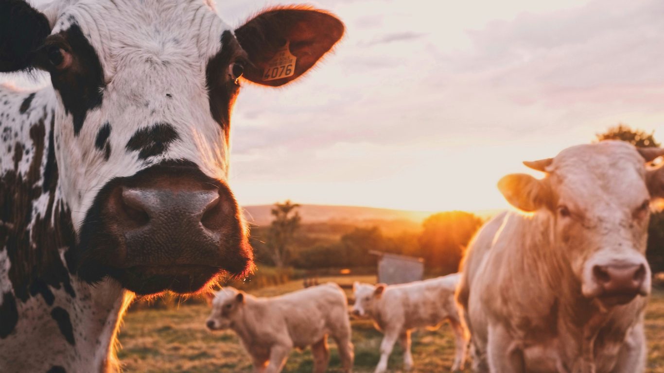 Marfrig anuncia incorporação da BRF e cria gigante global de alimentos; Lefosse atua como assessoria jurídica no Brasil