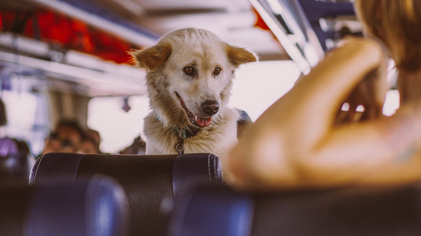 STJ decide que companhias aéreas não são obrigadas a transportar animais de estimação fora das normas internas de segurança