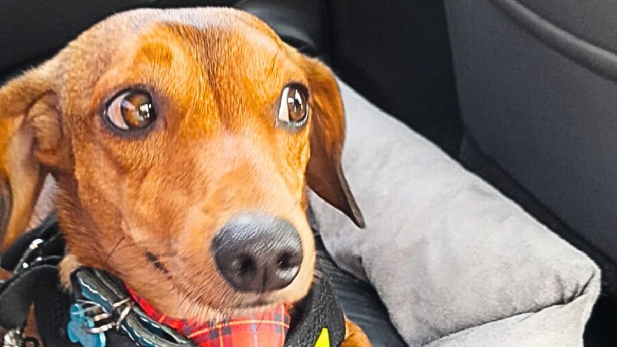 Animal de suporte emocional não se equipara a cão-guia para acompanhar passageiro no avião