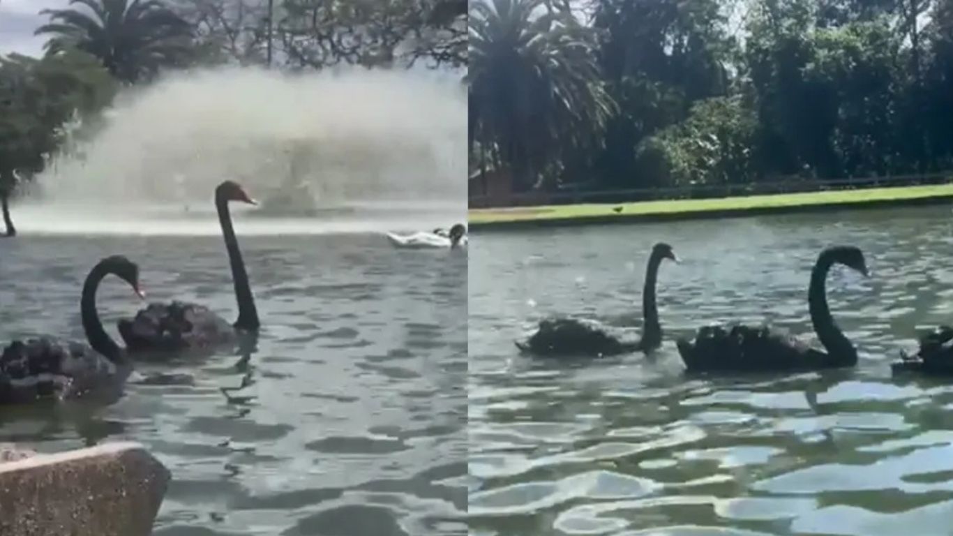 Mortes de gansos e patos em zoológico no RS foram por gripe aviária