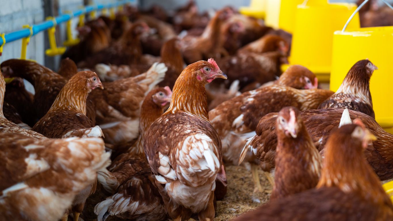 China, União Europeia e Argentina bloqueiam importação de frango do Brasil