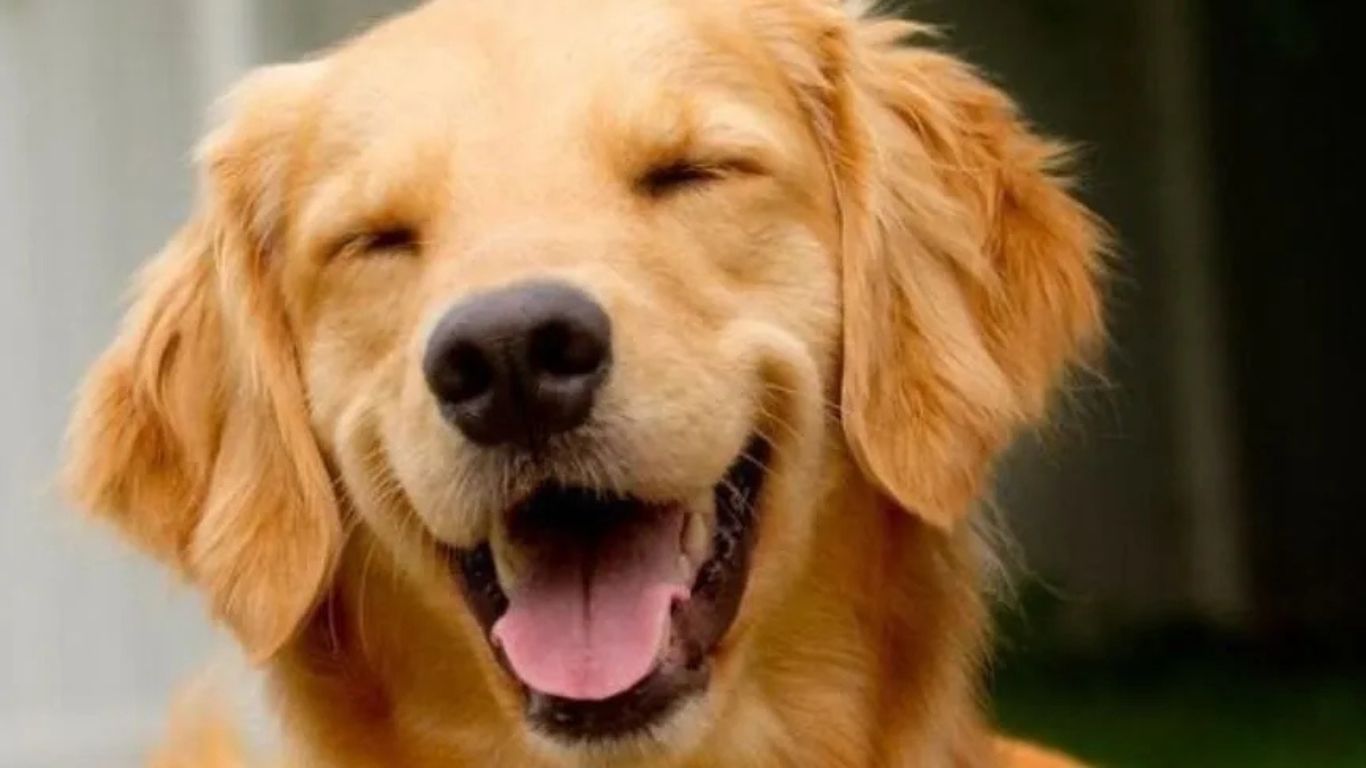 O que muda com as novas regras para transporte aéreo de animais: especialistas apontam avanços e lacunas na Lei Joca