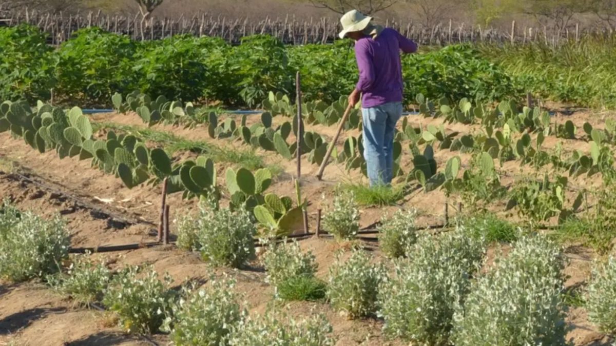 Estudo mostra ganhos necessários para vida digna em áreas do semiárido