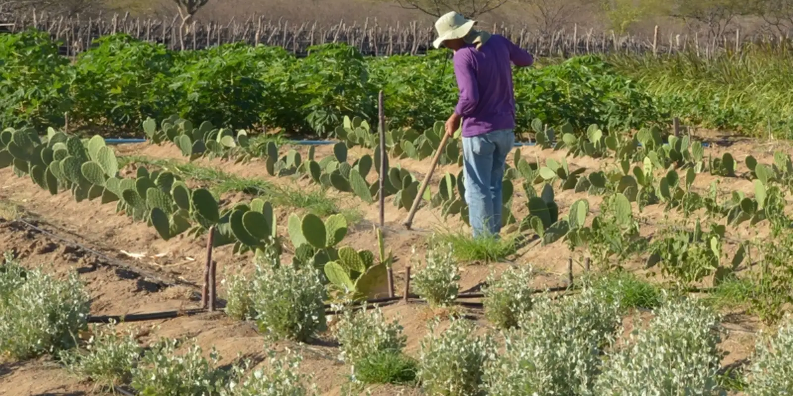 Rendimento médio da agropecuária cresce 5,5% no início de 2025, aponta anuário da Contag