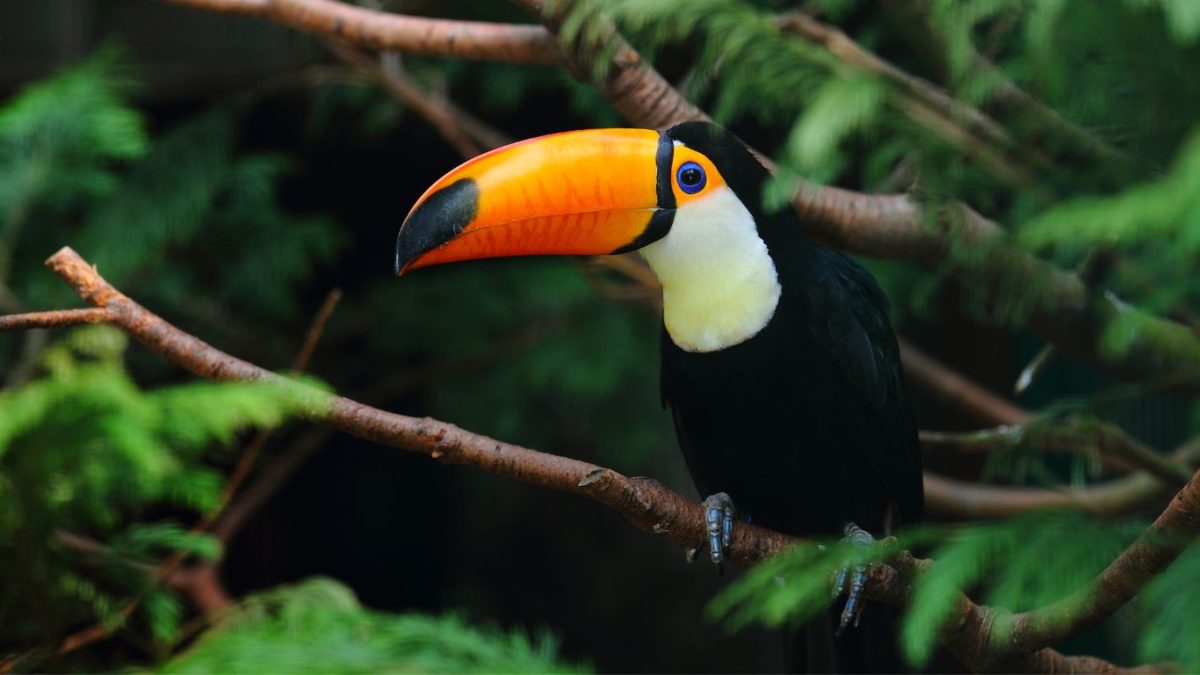 Brasil aprova novas metas de biodiversidade até 2030
