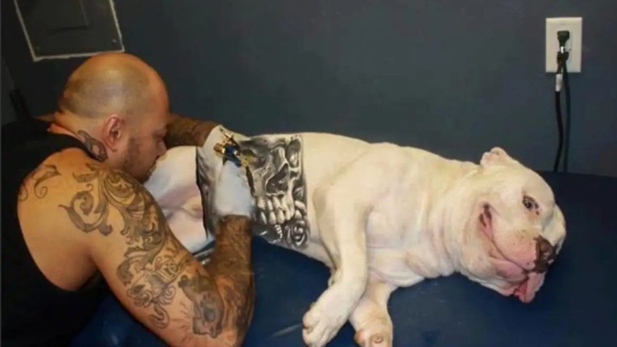 Governo sanciona lei que proíbe tatuagens e piercings em cães e gatos
