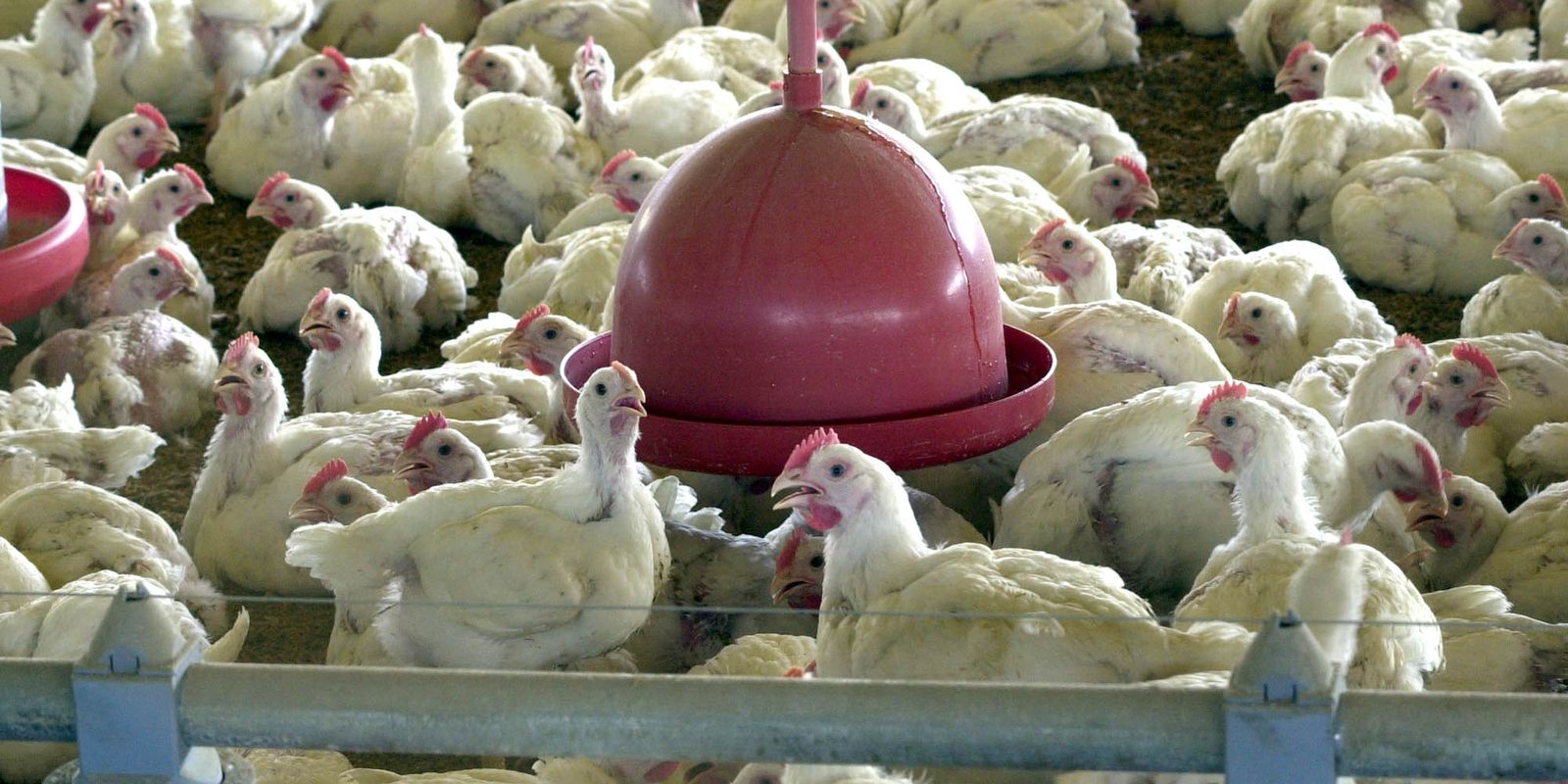 Brasil retoma exportações de carne de frango para Peru, Jordânia e Hong Kong após fim de restrições sanitárias