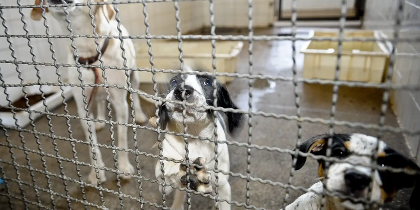Câmara aprova fim dos testes com animais em cosméticos; projeto segue para sanção presidencial