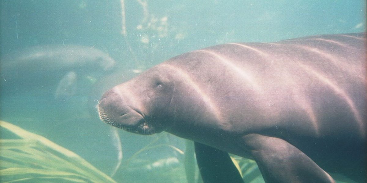 Pará intensifica conservação de peixes-boi com resgate, reabilitação e soltura monitorada