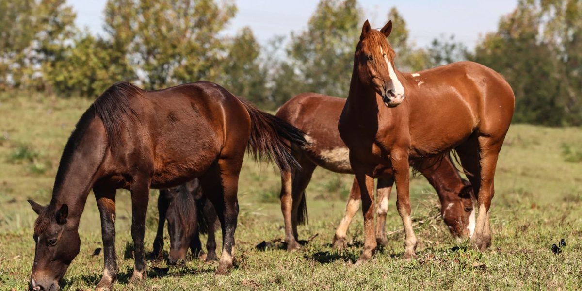 Rações contaminadas matam 245 cavalos em 4 estados