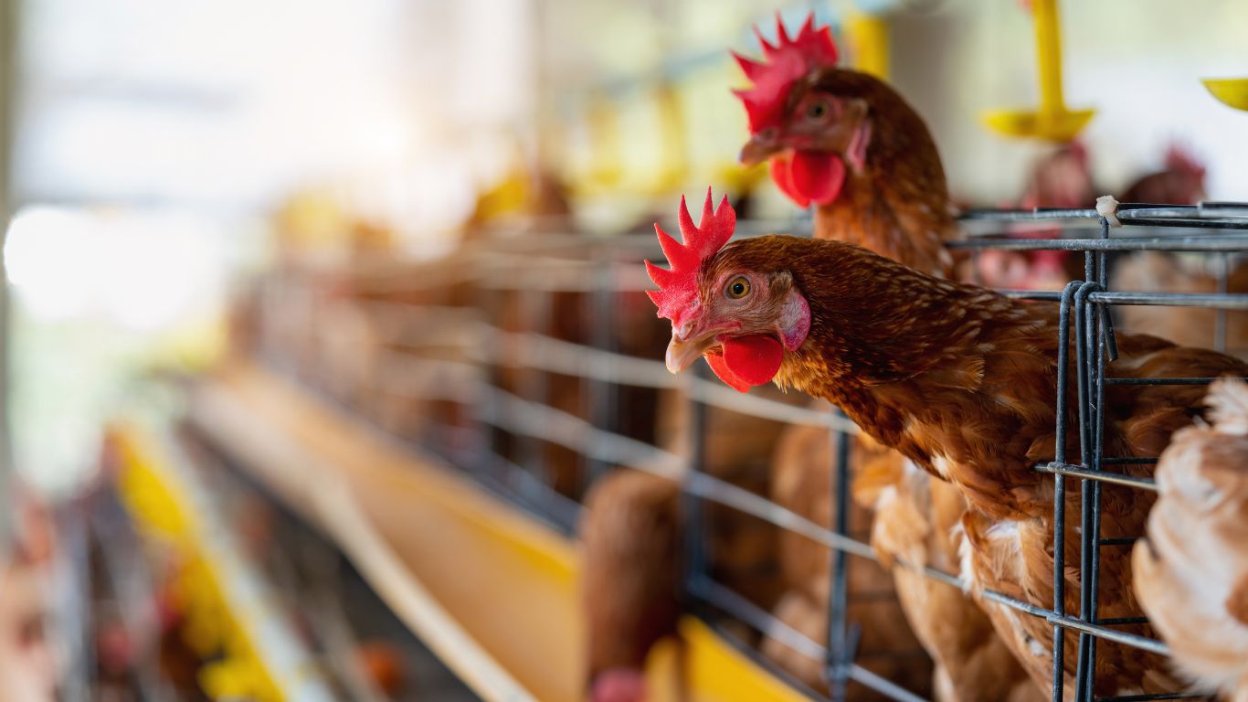 Ceará confirma primeiro caso de gripe aviária H5N1 em aves domésticas; propriedade é isolada e aves são abatidas