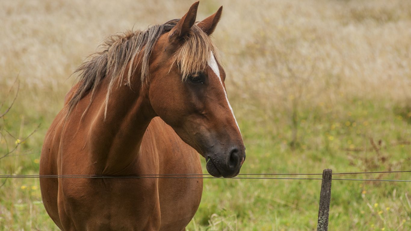 TJSP condena adestrador que vendeu cavalo sem autorização por apropriação indébita