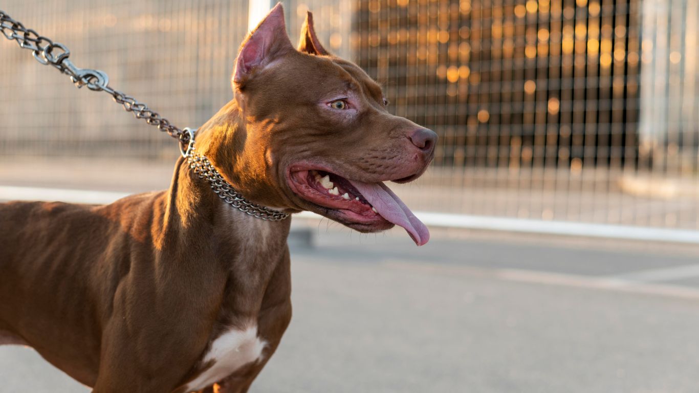 Associação leva ao STF contestação contra lei de Santa Catarina que proíbe criação de pit bulls