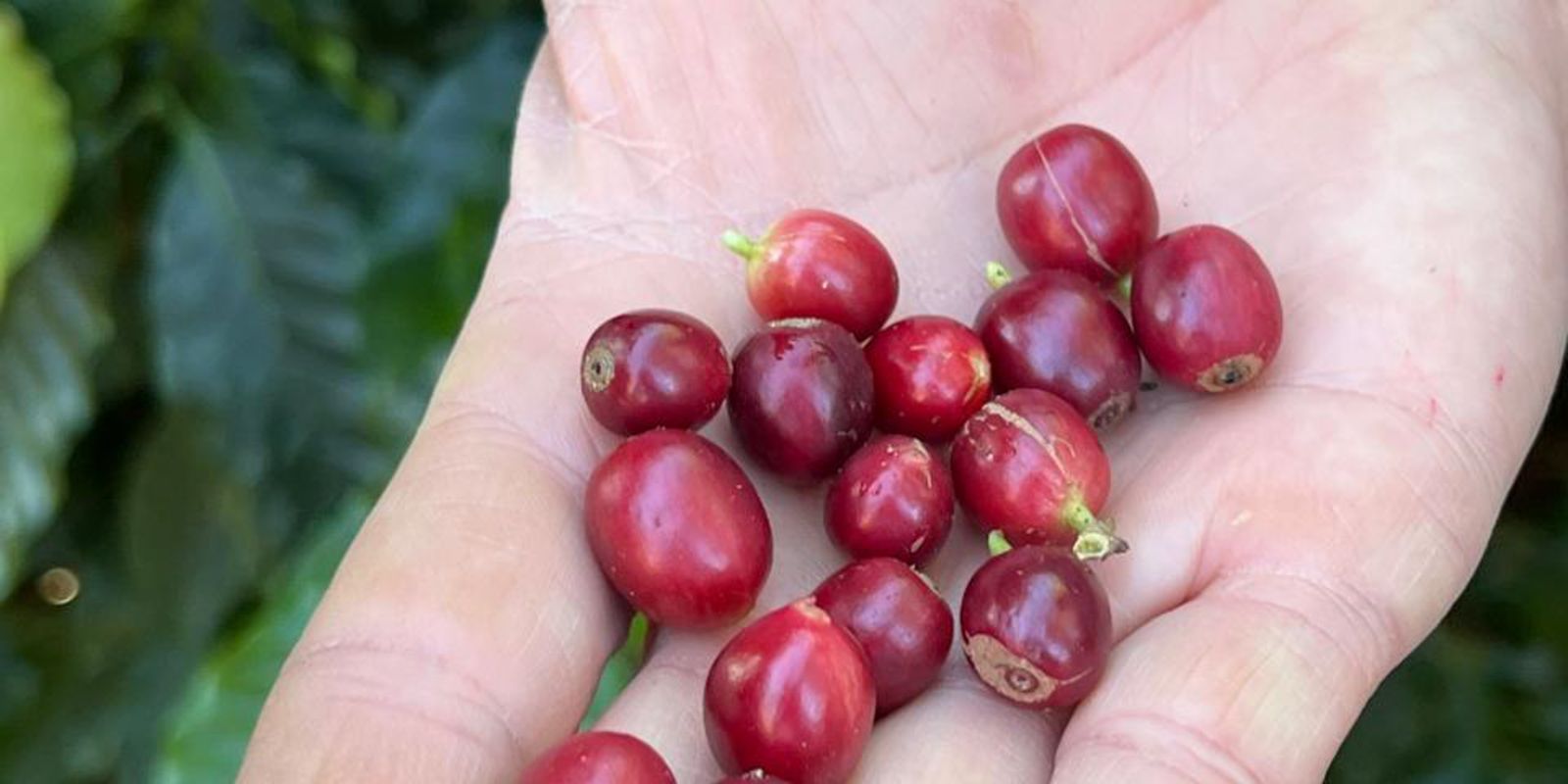 China abre mercado para 183 novas empresas brasileiras de café em meio ao tarifaço dos EUA