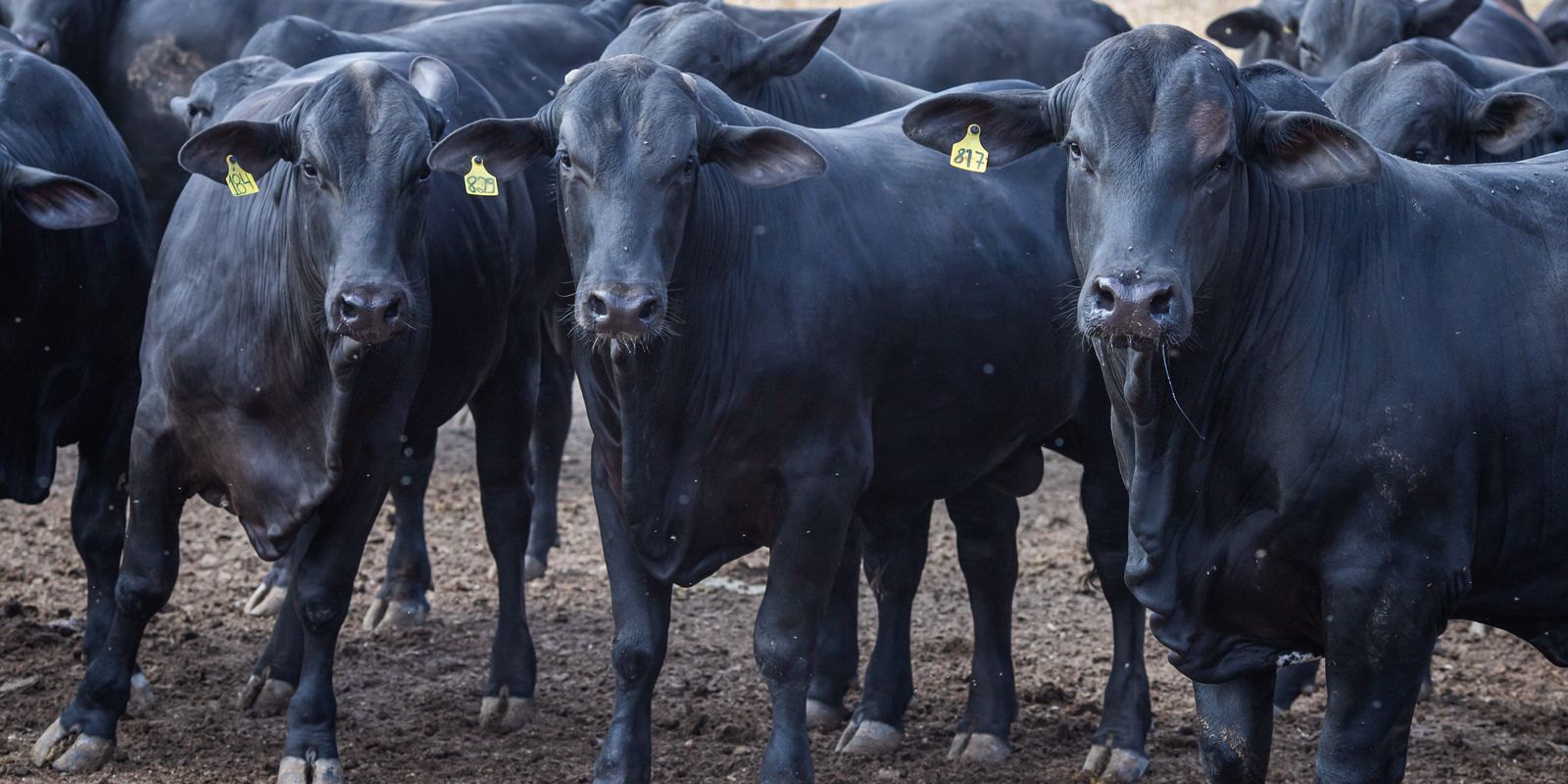 Emissões de metano no Brasil sobem 6% e desafiam meta climática