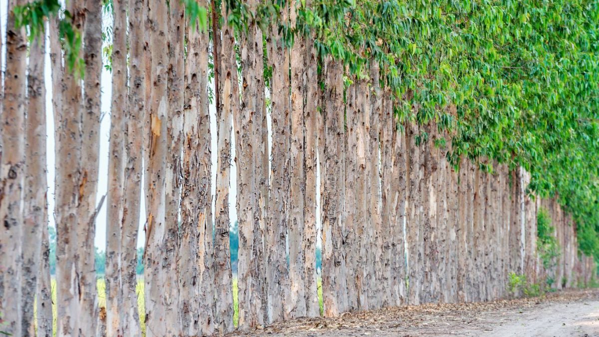 Bichara e Pinheiro Neto atuam em operação bilionária de troca de florestas de eucalipto entre Eldorado e Suzano