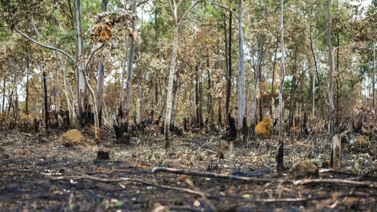 Justiça destina valores de penas pecuniárias ao combate a queimadas