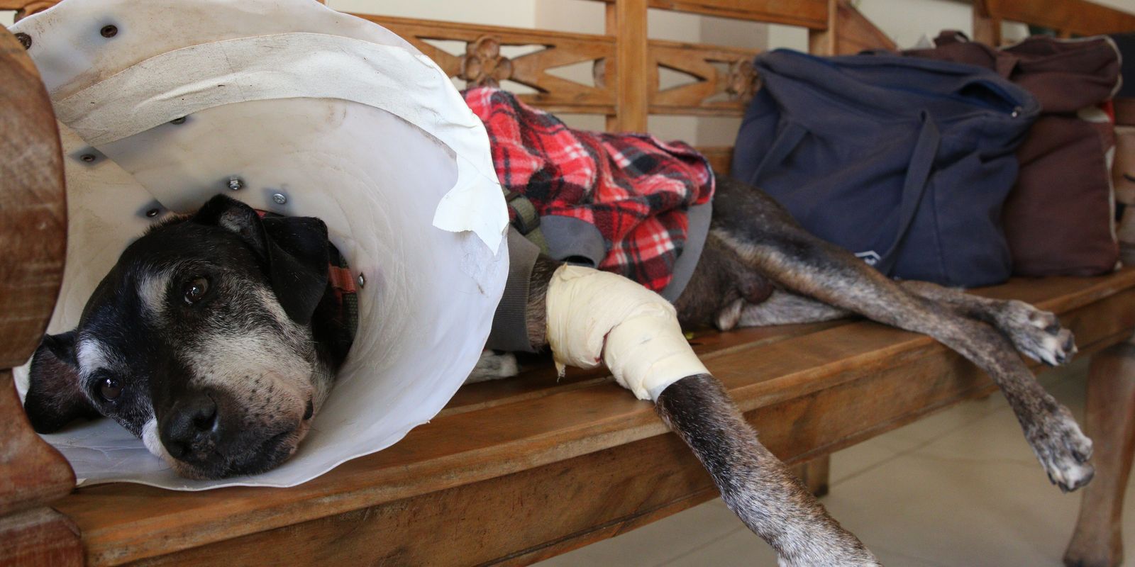 Câmara aprova projeto que criminaliza exercício ilegal da veterinária
