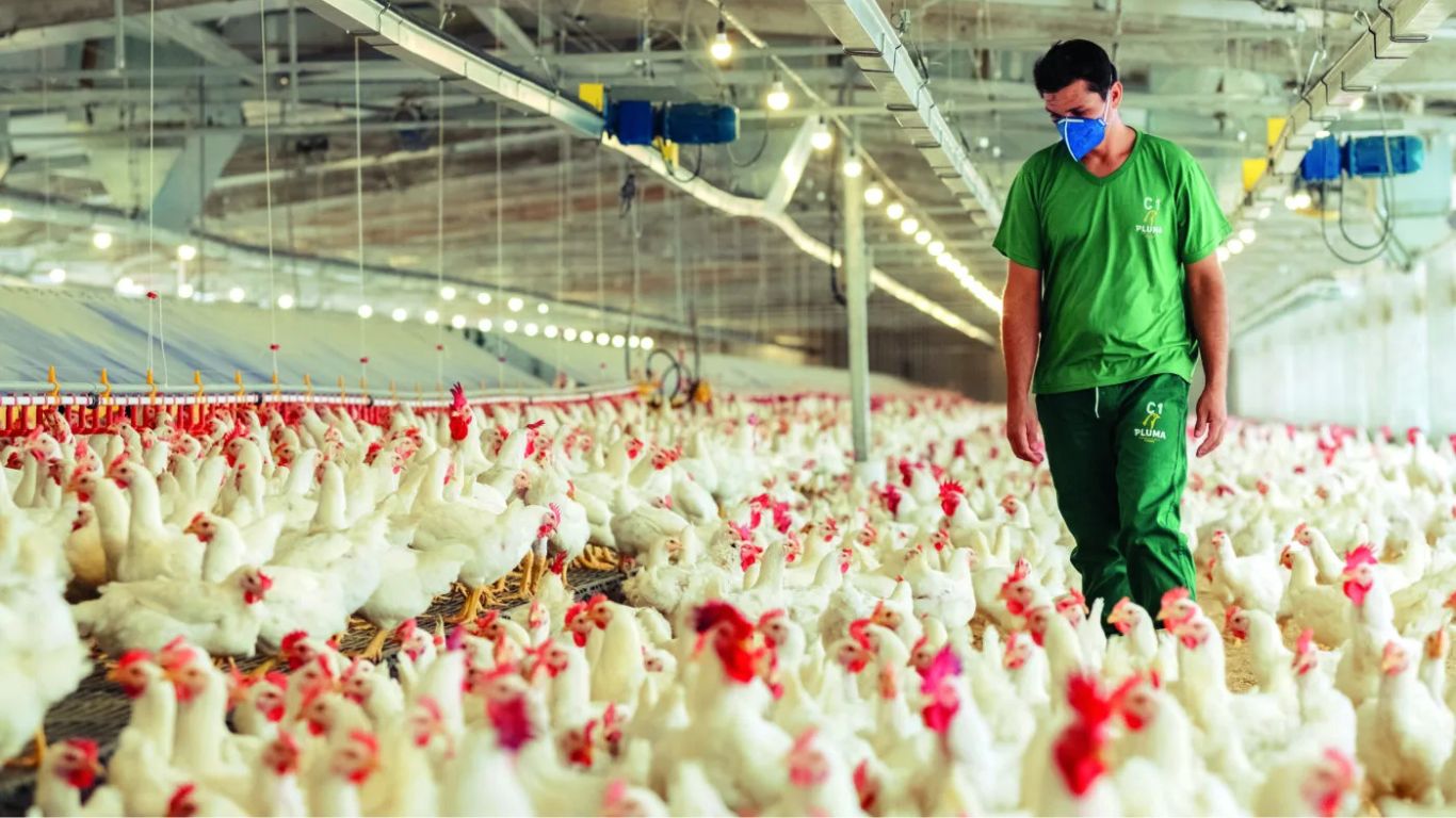 Pluma compra participação majoritária da G3 Agroavícola com assessoria de FLH e Martinelli