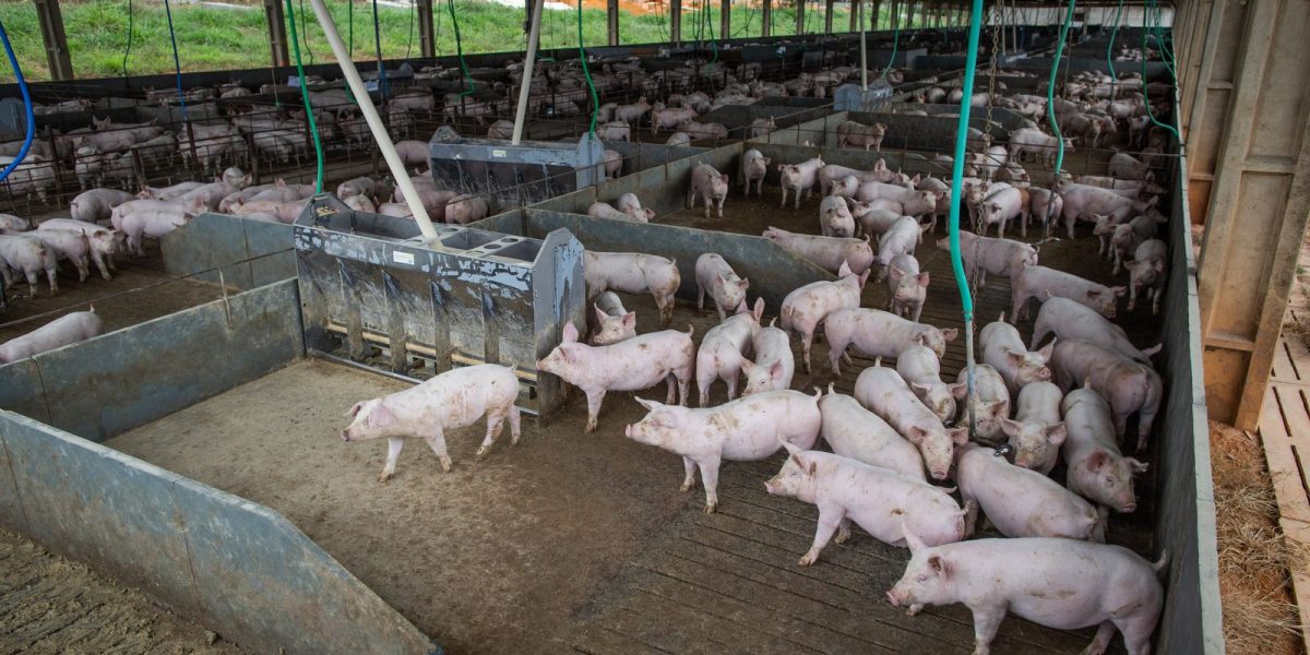 Brasil deve bater recorde na produção de carnes em 2026, aponta Conab