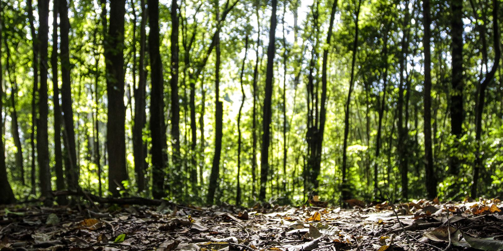Produção florestal no Brasil cresce 16,7% e atinge R$ 44,3 bi em 2024