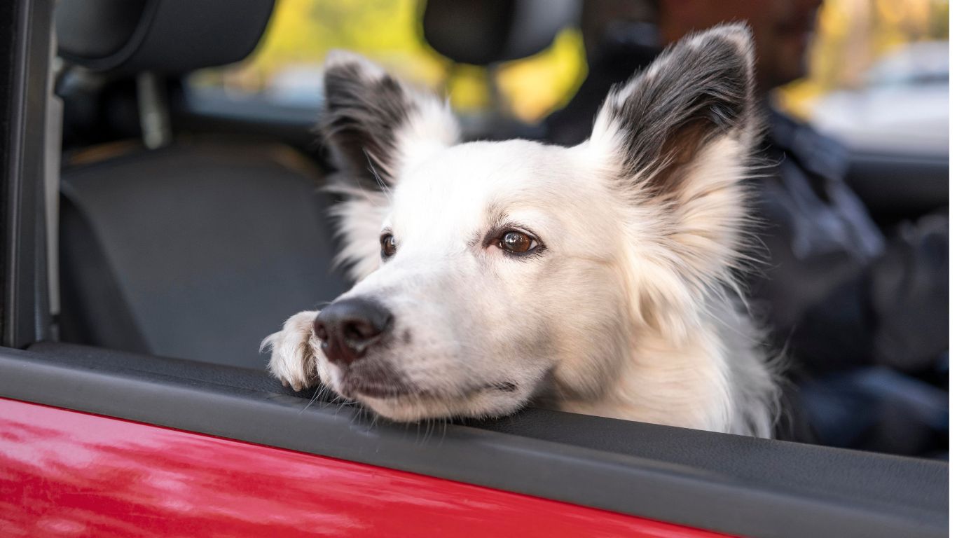 TJSP condena mulher por maus-tratos após abandonar cães em rodovia