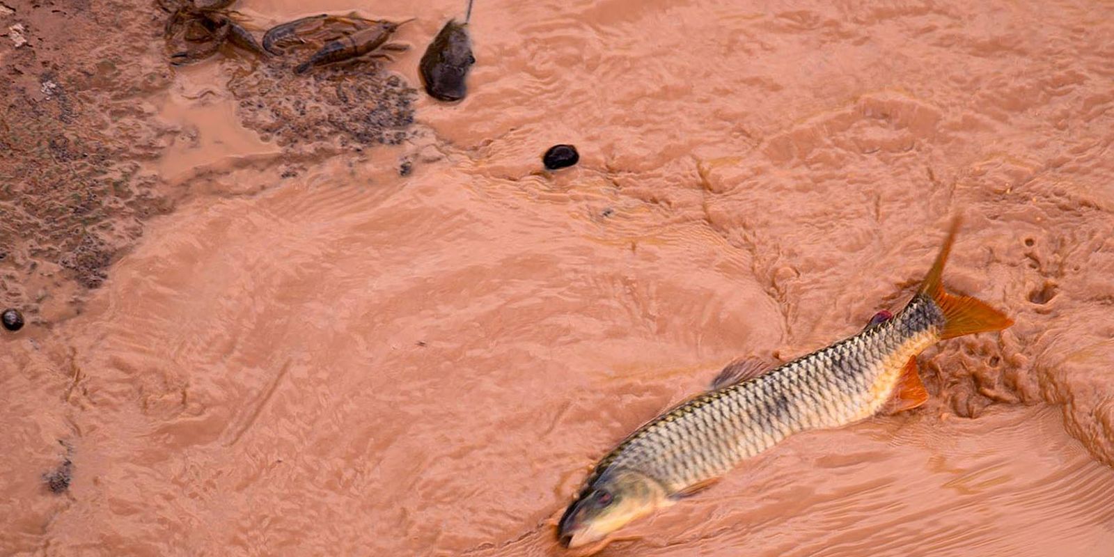 Carf mantém autuação de R$ 1,8 bilhão contra Samarco e Vale por deduções irregulares