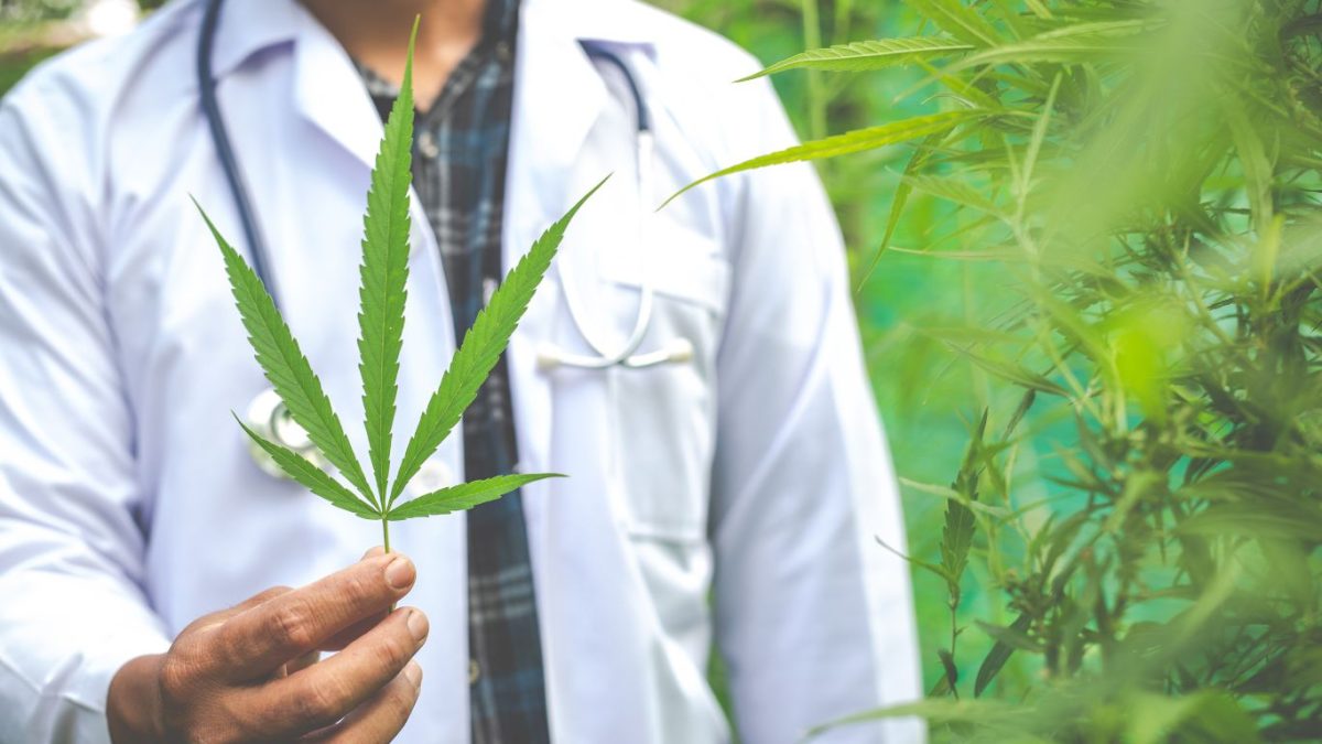 Por que o cultivo da cannabis medicinal ainda é proibido no Brasil?