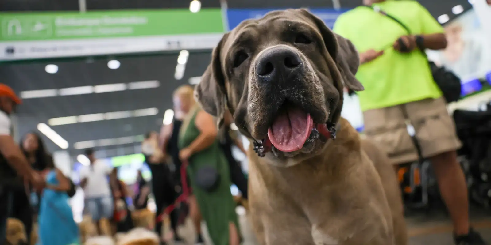 STF mantém suspensa lei do RJ sobre transporte de animais de apoio emocional em voos