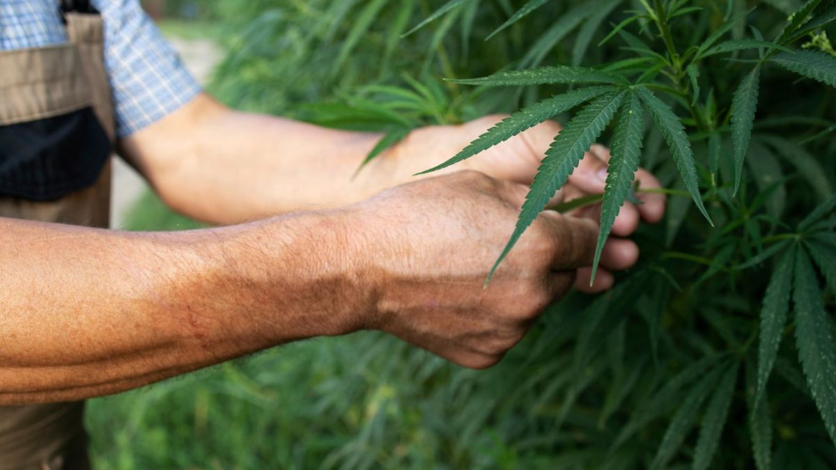 Anvisa autoriza Embrapa a pesquisar cultivo de cannabis no Brasil