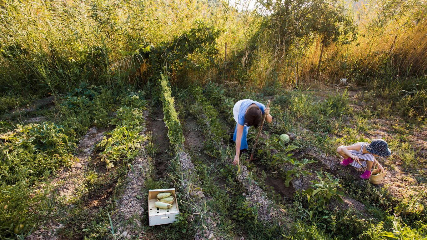 Governo lança mutirão nacional para acelerar regularização ambiental rural antes da COP30