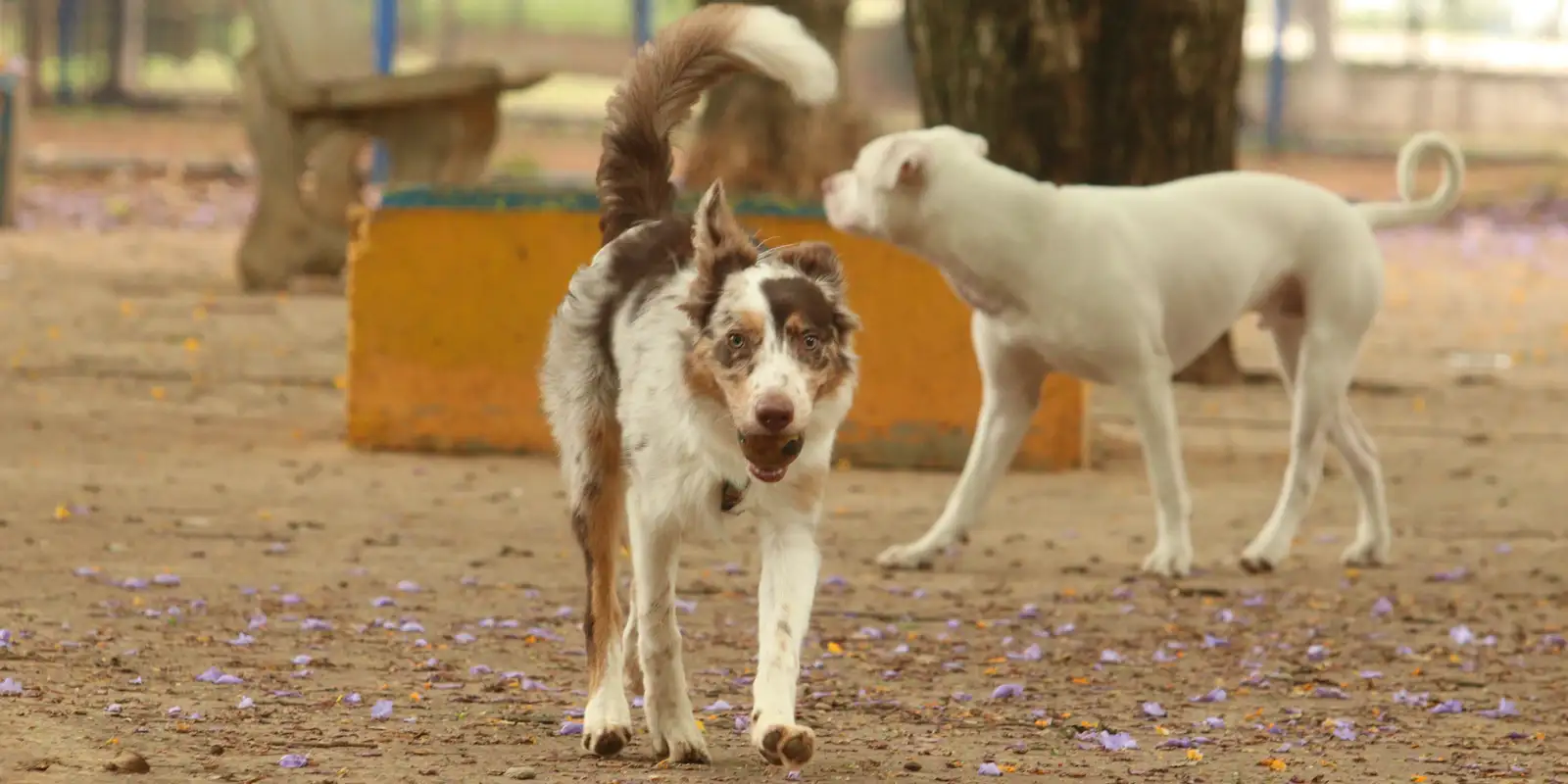 Brasil tem cerca de 30 milhões de animais domésticos abandonados