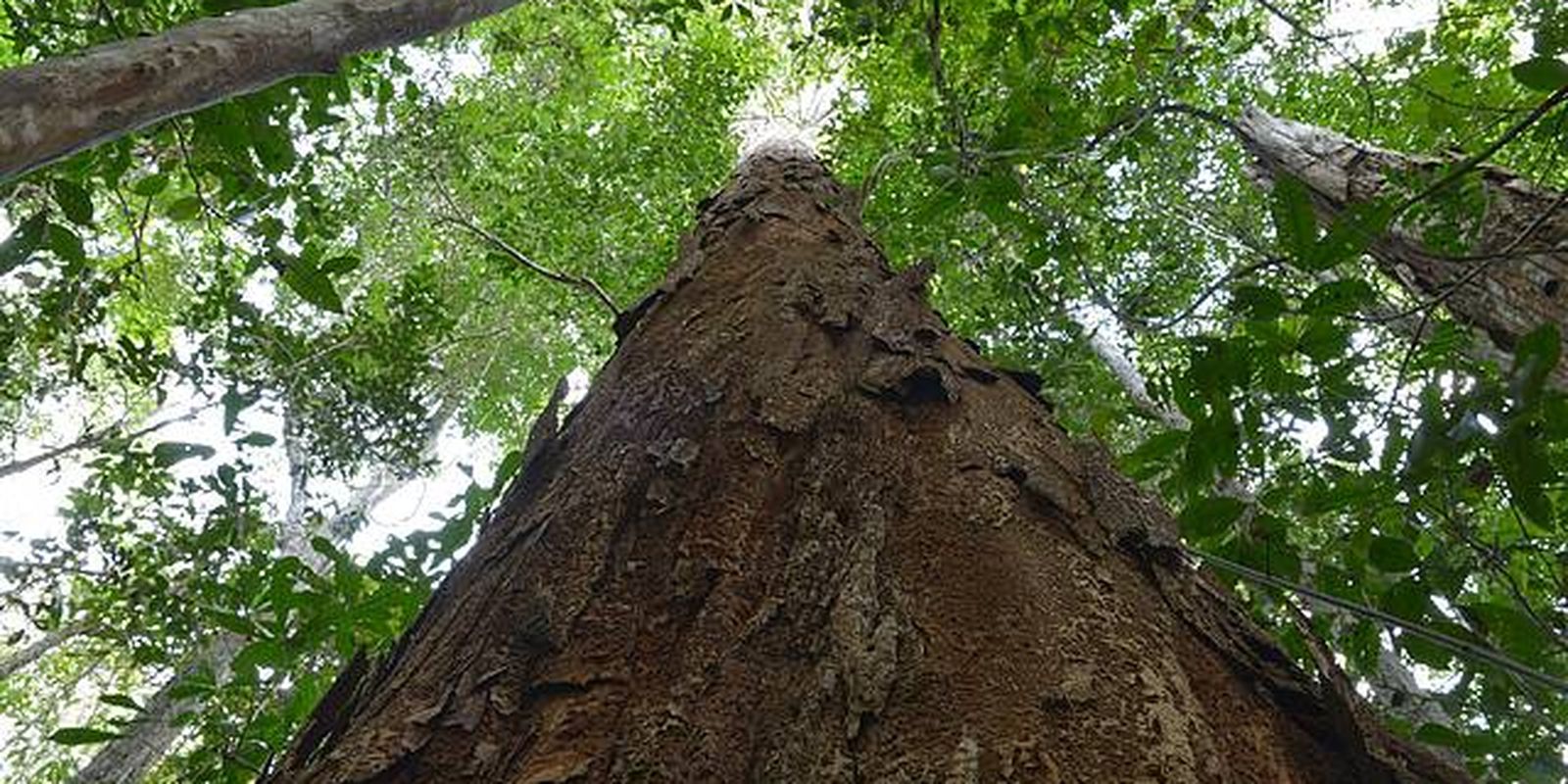 Brasil avança na proteção do Pau-Brasil com nova resolução internacional da COP20