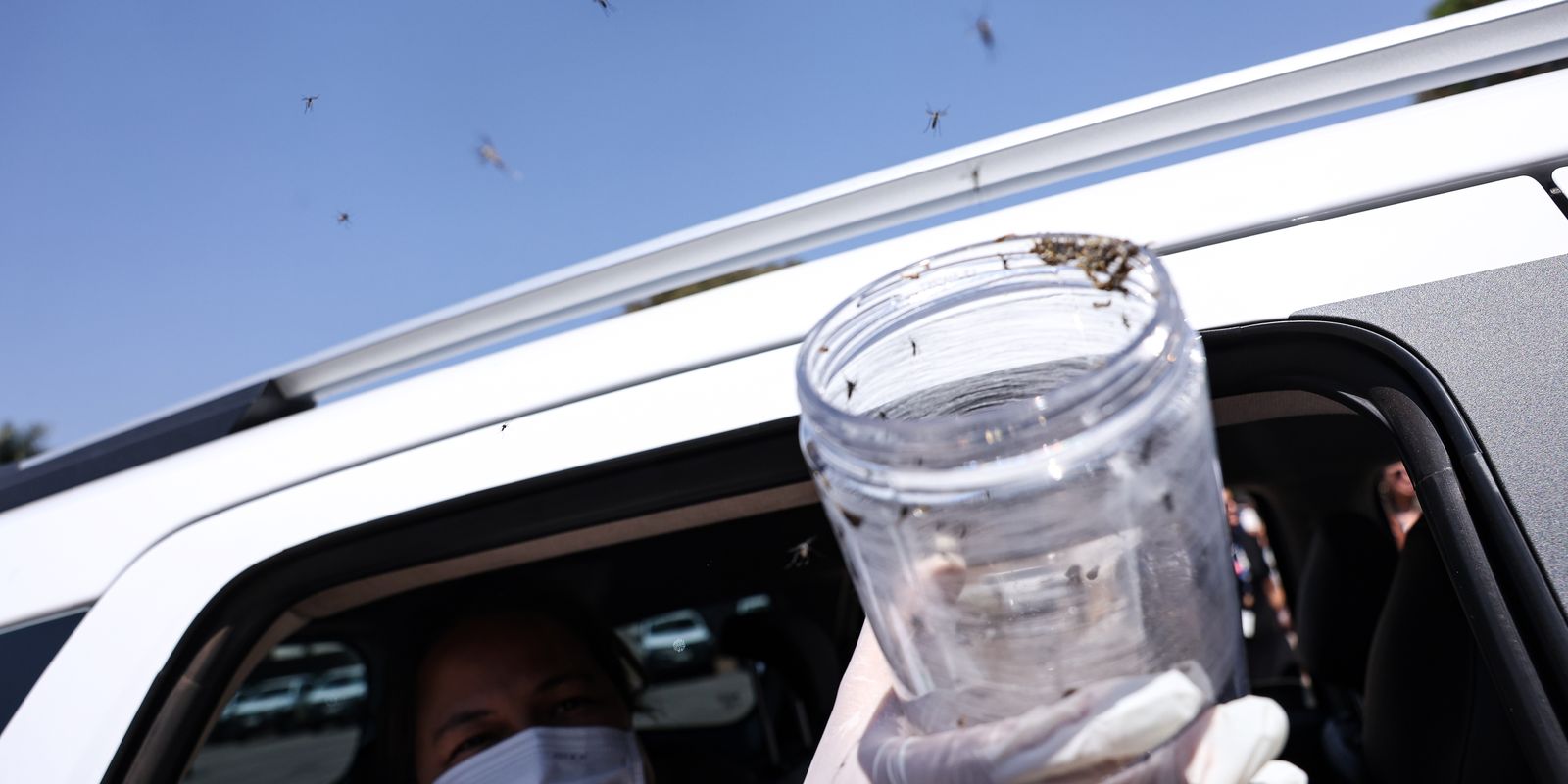 Mosquitos estéreis começam a ser usados contra dengue