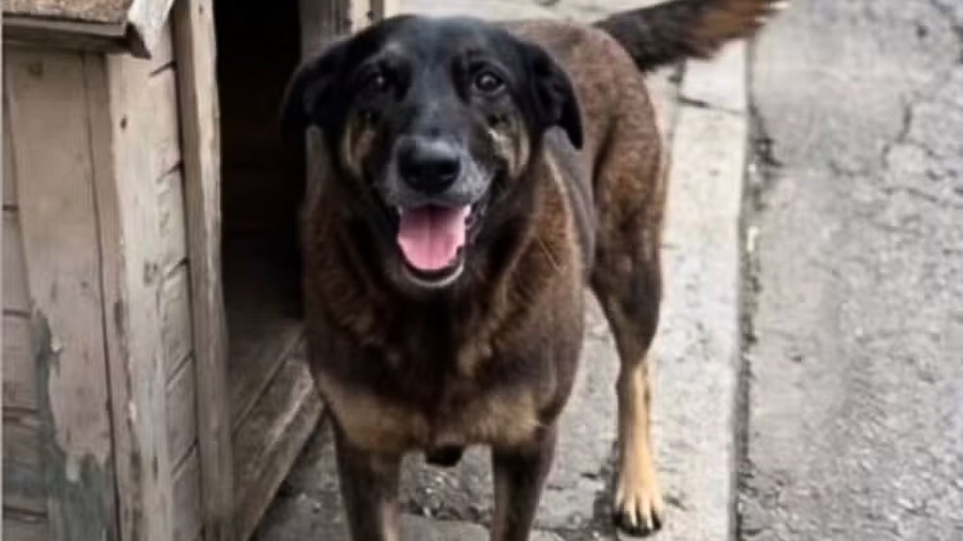 Cão Orelha: polícia faz operação contra os envolvidos por morte de cachorro comunitário