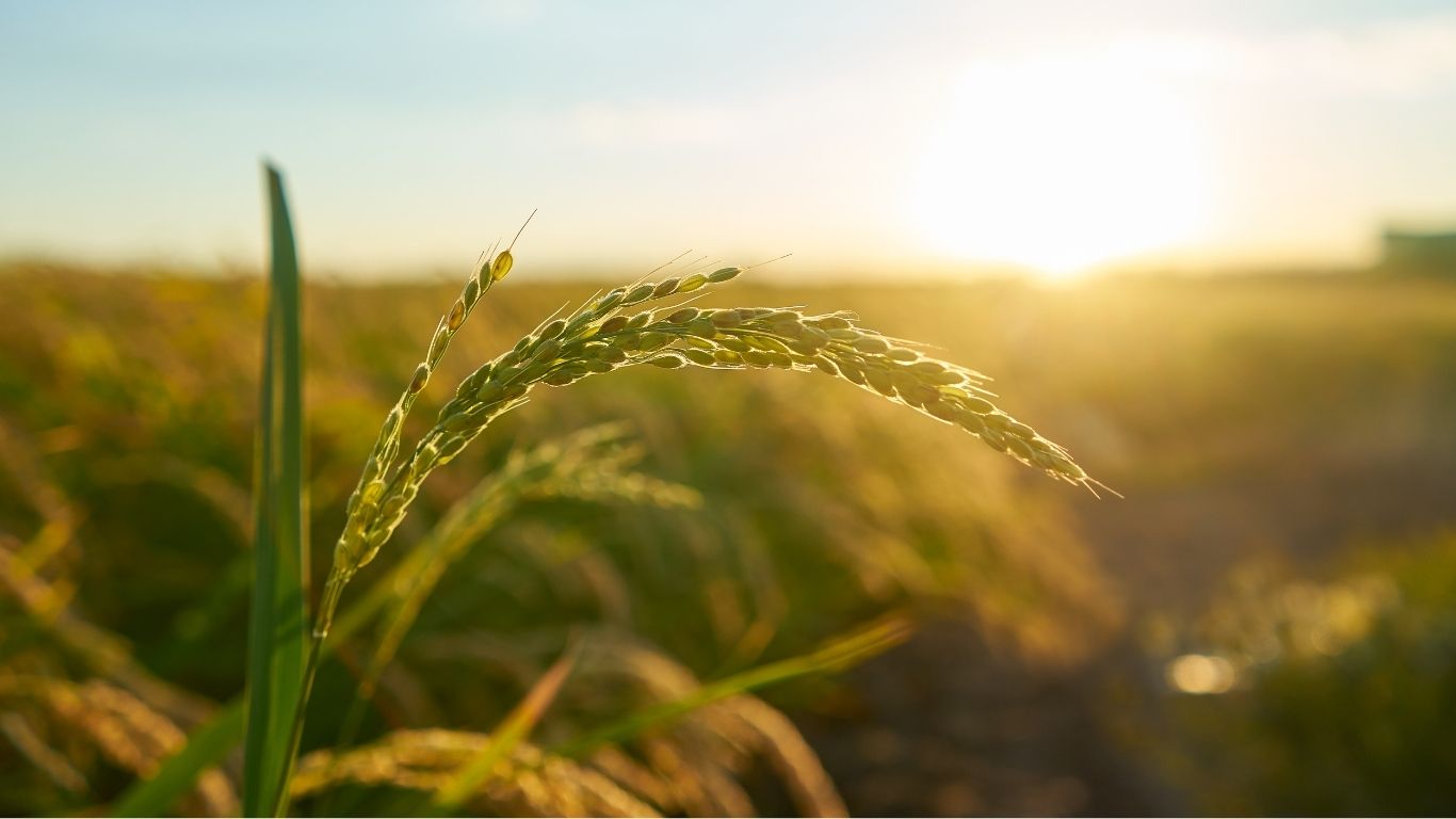Demarest e Cescon Barrieu assessoram Fiagro da XP de R$ 152,7 milhões