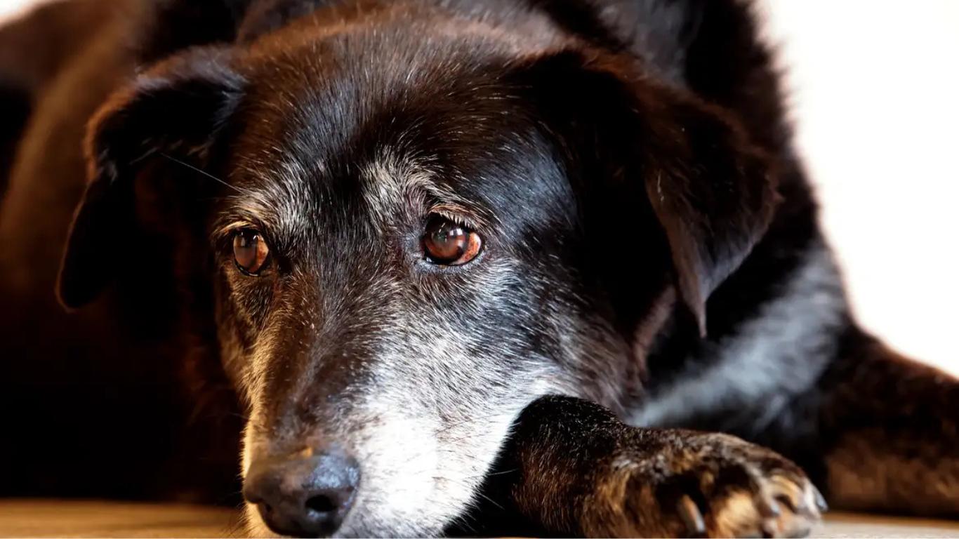Tribunal condena comerciante a mais de cinco anos por maus-tratos a cães em SP