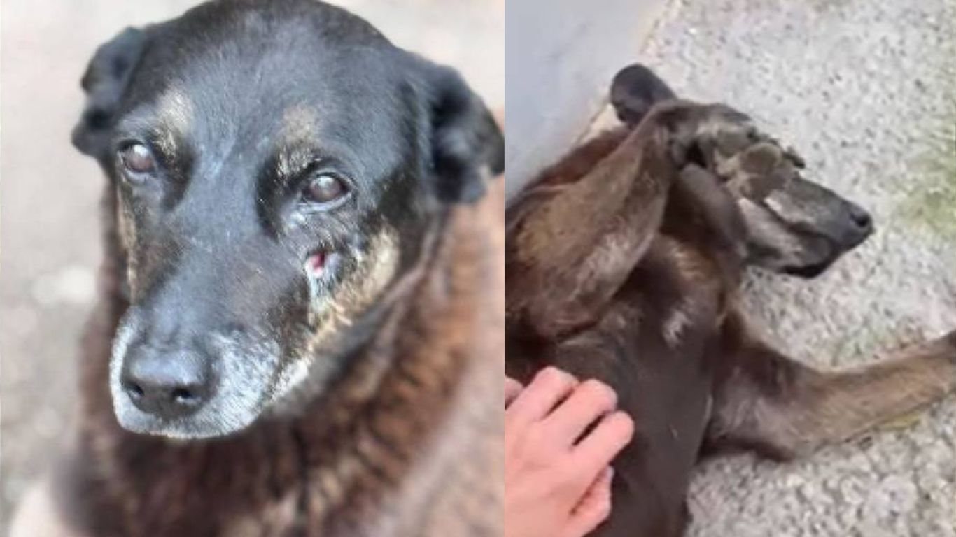 Justiça manda redes sociais apagarem posts que identifiquem jovens acusados de matar cão Orelha