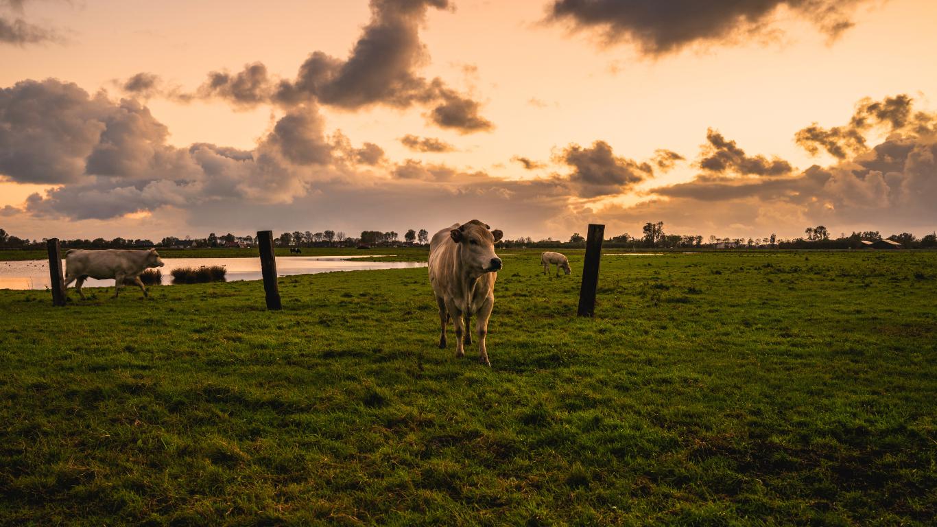 Tribunal condena concessionária de energia a indenizar produtor por morte de vacas eletrocutadas