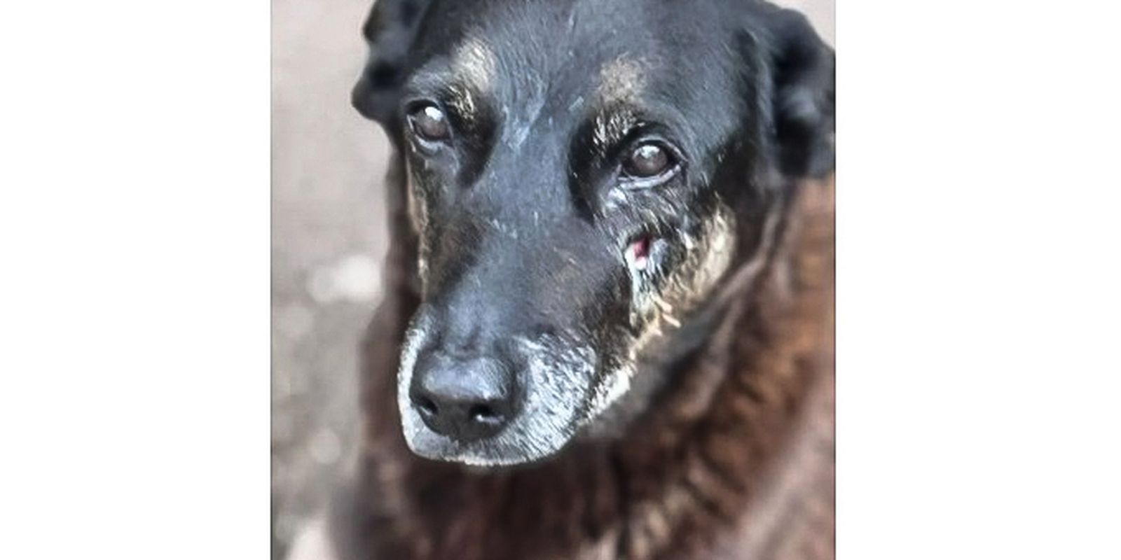 Polícia pede internação de adolescente por morte de cão em Santa Catarina