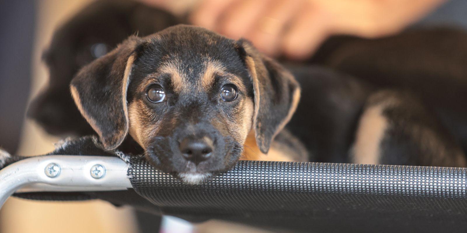 Como a morte do cão Orelha pode mudar legislação sobre animais no país?